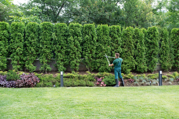 Organic Lawn Care Solutions in Southmont, PA